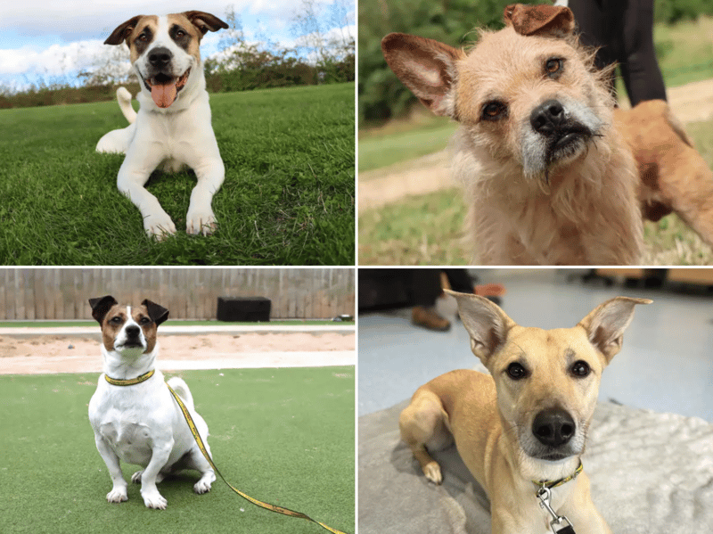 All these dogs are searching for their forever homes.