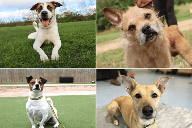All these dogs are searching for their forever homes.