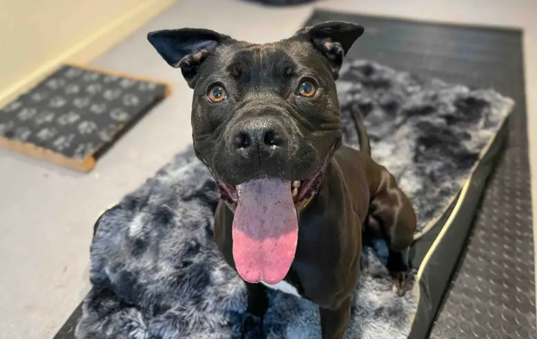 Olive will flourish in a quiet home where she can find her paws at her own pace. Minimal leaving hours, house training, confidence building and general socialisation will all need introducing. Olive does have a sensitive side and would be best suited to living with older teenagers.