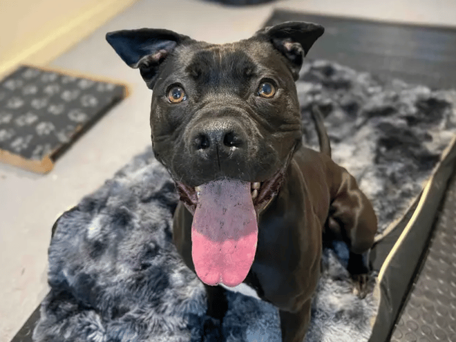 Olive will flourish in a quiet home where she can find her paws at her own pace. Minimal leaving hours, house training, confidence building and general socialisation will all need introducing. Olive does have a sensitive side and would be best suited to living with older teenagers.