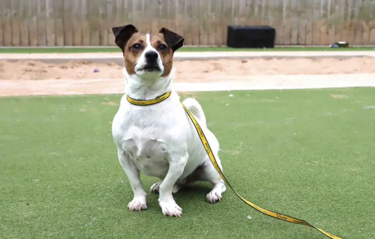 Ready to start his next chapter with a forever family is Bug! A toy mad little guy with bags of character. Bug will be best suited to living with older teens in a pet free home. Adopters will need to meet him a few times at the centre as it takes him a little time to build trust with new people.