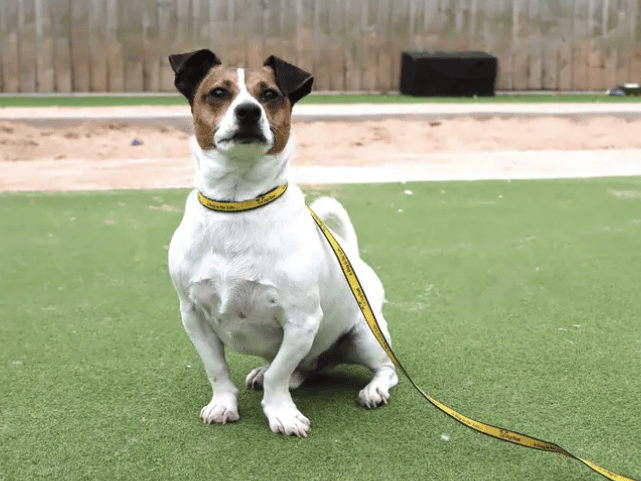 Ready to start his next chapter with a forever family is Bug! A toy mad little guy with bags of character. Bug will be best suited to living with older teens in a pet free home. Adopters will need to meet him a few times at the centre as it takes him a little time to build trust with new people.