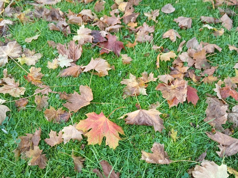 Derived from the Greek phyllon (leaf), this is the irrational fear of leaves or plant foliage. Sufferers often experience heightened anxiety during autumn when falling leaves, decaying leaf piles, or the dry crunching texture underfoot become unavoidable.