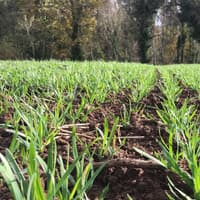 Integrated pest management assesses BYDV risk in autumn sown cereals