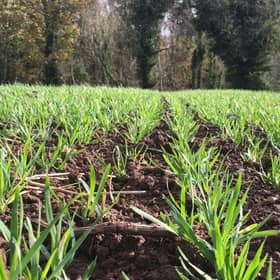 Several tools are available to help farmers estimate the BYDV risk on farms.