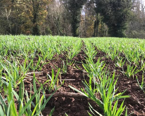 Several tools are available to help farmers estimate the BYDV risk on farms.