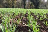 Several tools are available to help farmers estimate the BYDV risk on farms.