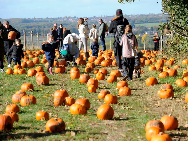 Pumpkin Festival visitors can choose their perfect pumpkin