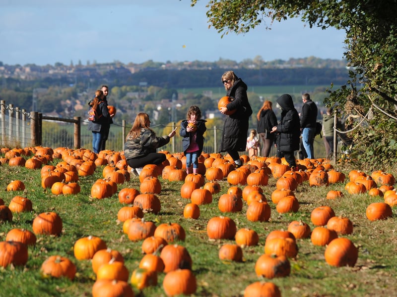 Plenty of pumpkins waiting to be picked