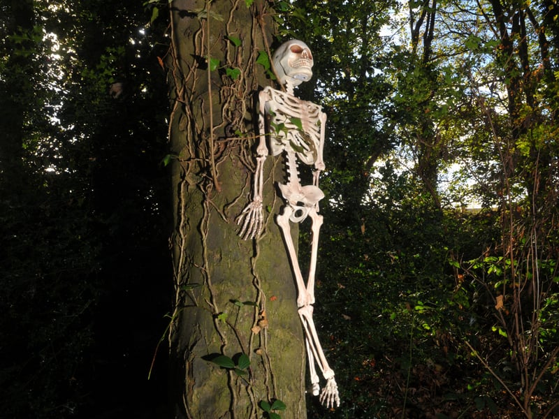 The mysterious woods are full of creepy things