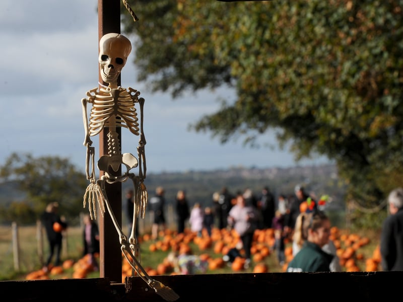 A skeleton amidst the pumpkins