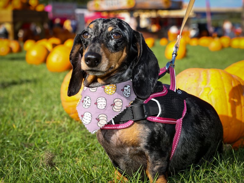 Minnie the Sausage at Portsmouth Pumpkin Patch.
