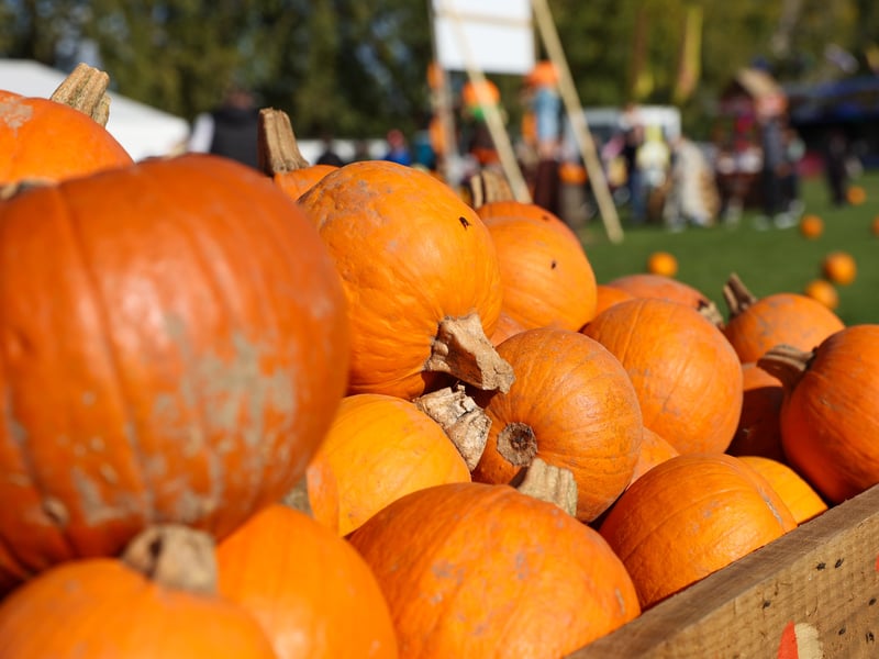 Families enjoy a fun filled day at the free Portsmouth Pumpkin Patch ...