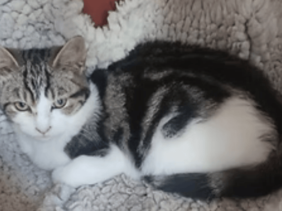 A shy former feral kitten who is slowly learning that humans can be kind, Archie needs a patient owner willing to let him build trust at his own speed. Having a friendly, confident resident cat in the home would be a great bonus to help him blossom.