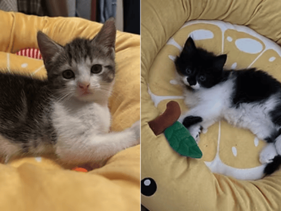Tiny ladies with big personalities, Peaches is an affectionate cuddle bug who loves making biscuits on soft blankets, while her slightly quieter sister Bagel seeks comfort in snuggles and vocalises when dinner is late. They are looking for a forever home together.