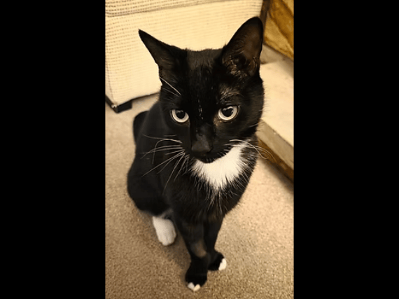 Nicknamed "Pip" for his sweet vocal talent, Rhys is a loyal and devoted companion who loves following his humans around, riding on shoulders like a co-pilot, and sleeping with a paw on you at night. He thrives on being the centre of attention in a loving home.