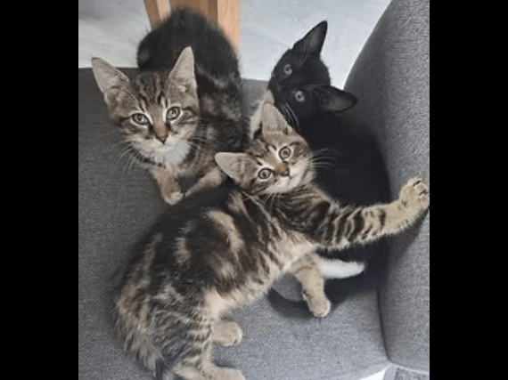 This adorable trio of purr-machine kittens are playful, affectionate, and full of energy. While closely bonded best friends Marble and Callie must be adopted together as a pair (if not as a trio), independent Skippy is happy to join a home with another resident cat to play with.