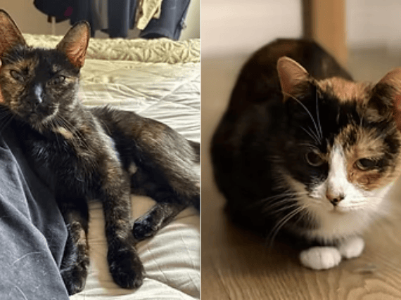 Rescued together from the streets of inner-city Leeds, these confident and loving tortie best friends formed a strong bond visiting local gardens for food. After Amber successfully recovered from life-saving surgery, both safe and healthy girls are ready for a loving home together as the only cats.