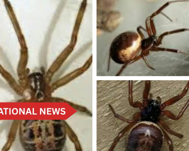 The venom of the false widow is more potent than that of native spiders