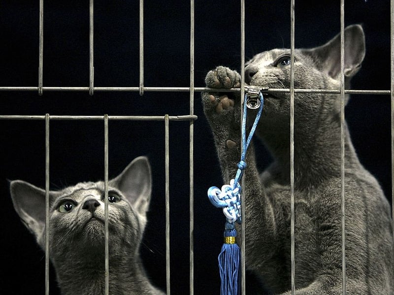 Russian Blues are one of the healthiest cat breeds, known for their robust immune system and long lifespan of 15–20 years. They have minimal genetic health issues and a sleek, muscular build. Russian Blues are naturally resistant to many common feline illnesses and rarely suffer from obesity due to their active nature.