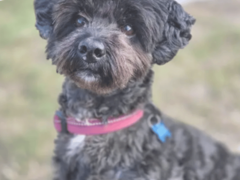 Overall Jack is a lovely little lad. He can be nervous in new environments and sometimes when meeting new people, but once he has gained his confidence, he is a real sweet lad! He loves a fuss and will come sit on your knee for attention if given the opportunity!