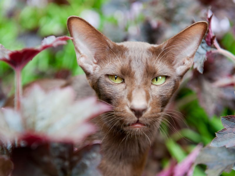A unusual breed in the UK, the Havana Brown is affectionate, intelligent cat with a remarkable and instantly recognisable face. If these striking felines maintain good nutrition, a healthy weight and regular vet check-ups they often navagate all of the most common cat health issues to live for 12-15 years.