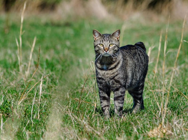 Manx cats are naturally strong and muscular, with few genetic health issues. They have a lifespan of 14–16 years and are known for their playful yet hardy nature. The Manx gene, which causes their tailless appearance, is well-maintained in healthy breeding programs to prevent health complications.