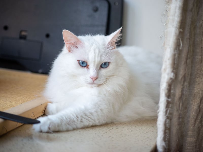 As graceful as they are sturdy, the Turkish Angoras doesn't have much in the way of severe inherited conditions. When obtained from well-managed breeding lines they tend to maintain good heart, ear and eye health.