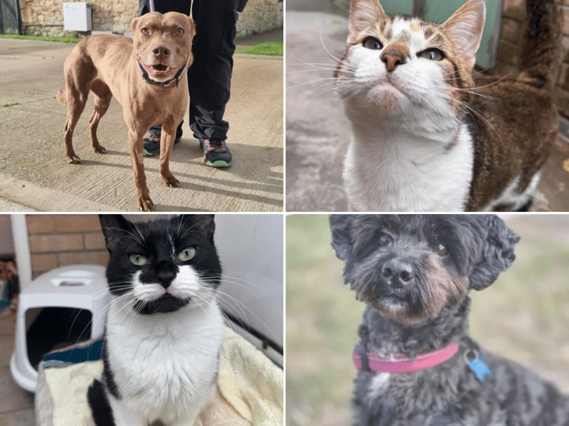All these pets at Newcastle Dog & Cat Shelter are searching for a home.