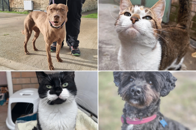 All these pets at Newcastle Dog & Cat Shelter are searching for a home.