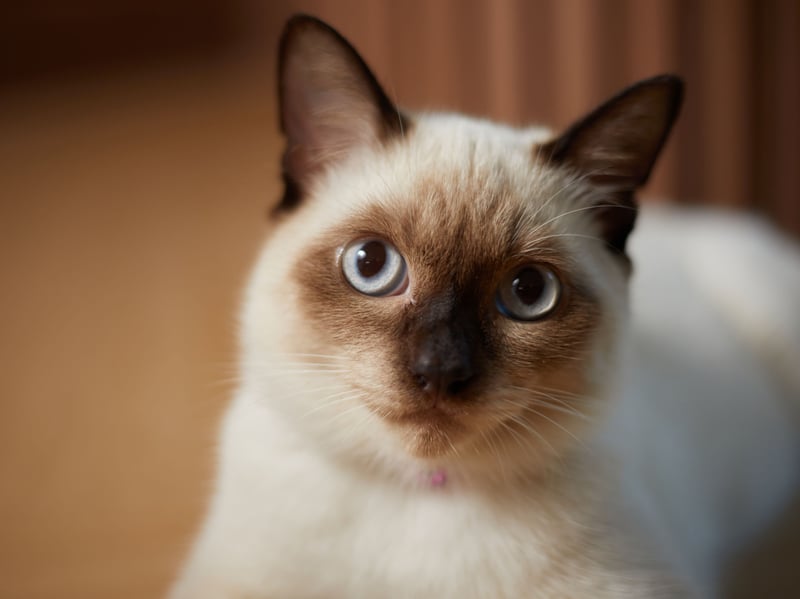 Siamese cats are known for their sleek bodies, high energy levels, and long lifespan of 15–20 years. They are naturally athletic and have strong genetics, making them less prone to common feline diseases. Siamese cats maintain a healthy weight due to their active nature and love of play.