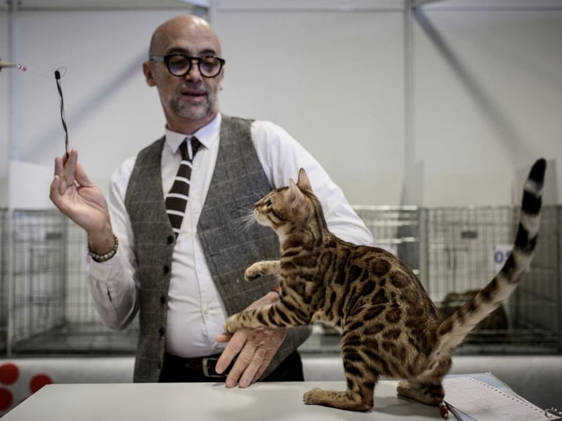 Bengals are one of the healthiest cat breeds, known for their strong, muscular build and high energy levels. They have a lifespan of 12–16 years and are less prone to genetic disorders. Bengals are naturally athletic and highly intelligent.
