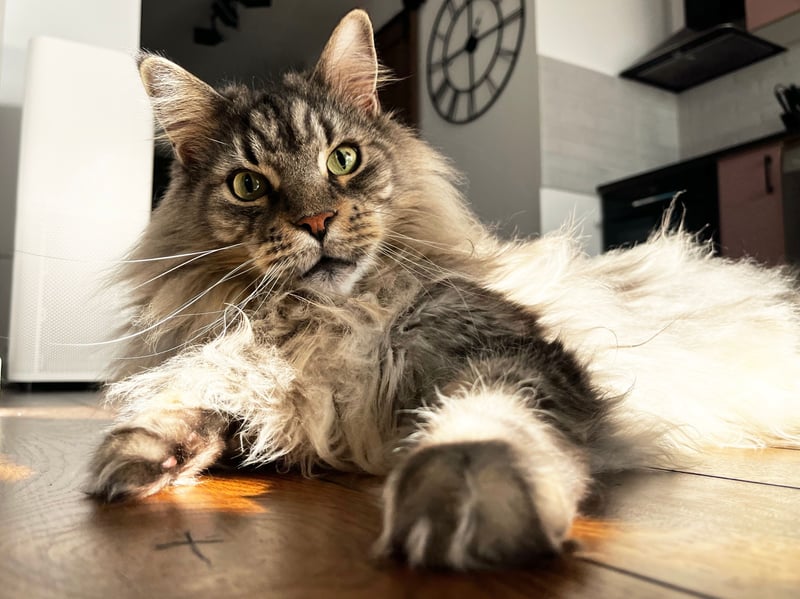 It's essential that Maine Coons are responsibly bred, with sceening reducing the risk of animals developing cardiomyopathy (the most common type of heart disease in cats). If their hearts are healthy then this cat breed's hardy frame, adaptable digestion and strong immunity mean they should have a long life.