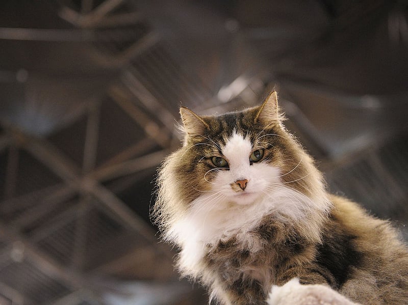 Norwegian Forest Cats are naturally hardy due to their origins in the cold climates of Scandinavia. With a lifespan of 14–16 years, they have strong immune systems and are not prone to many hereditary illnesses. 