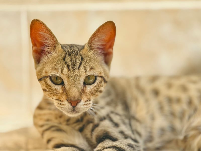 Savannah cats are a hybrid breed known for their excellent health and athletic build. With a lifespan of 12–20 years, they are one of the longest-living cat breeds. Their hybrid genetics give them a strong immune system and resistance to many feline diseases.