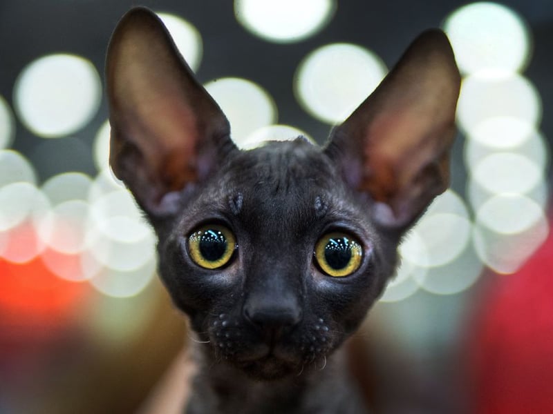 Cornish Rex cats are agile, playful companions that can be susceptible to several inherited conditions. If they are carefully and responsibly bred though, this risk can be largely negated, leaving a pet that ha every chance of living a long, largely illness-free, life of between 12 years and 16 years.