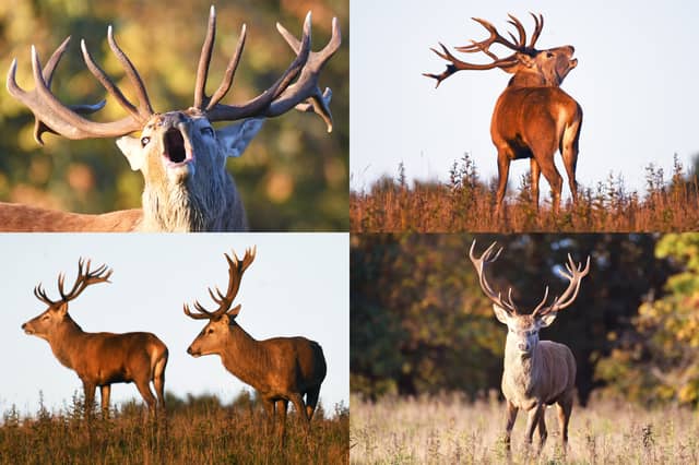 We take a look at 11 fantastic photos as red deer rutting season gets under way at Studley Royal Deer Park in Ripon