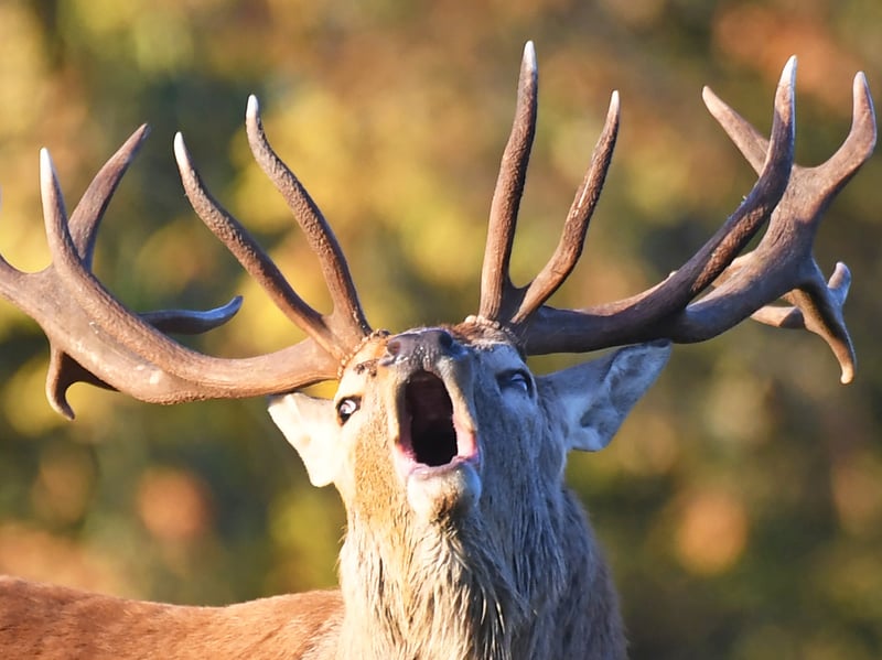 A male red deer roars during the annual rutting season as the sun rises on a cold October morning