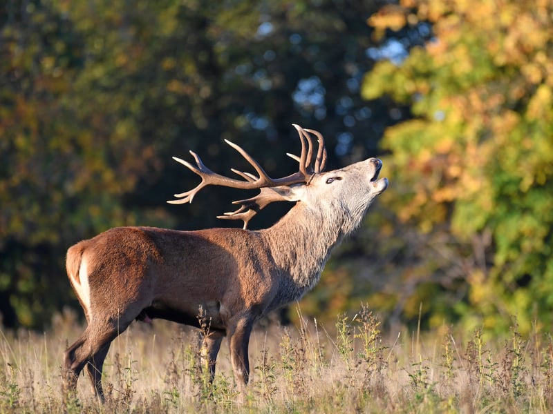 A male red deer roars during the annual rutting season as the sun rises on a cold October morning