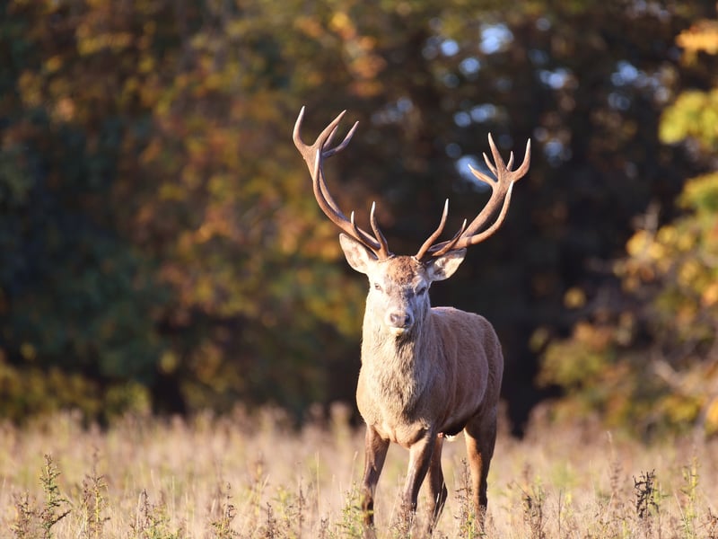 A male red deer is pictured during the annual rutting season as the sun rises on a cold October morning