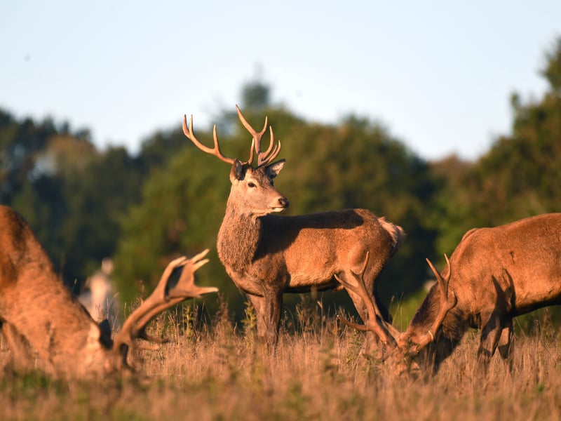 Three male red deer stand together during the annual rutting season as the sun rises on a cold October morning