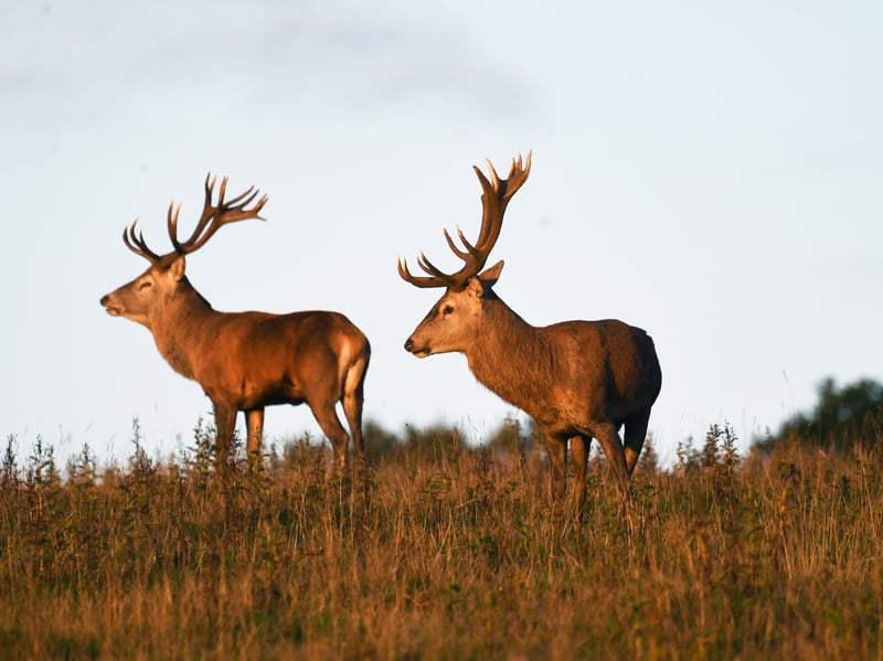 Two male red deer stand together during the annual rutting season as the sun rises on a cold October morning
