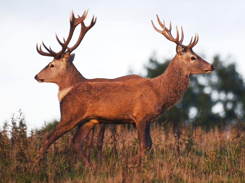 Two male red deer stand together during the annual rutting season as the sun rises on a cold October morning