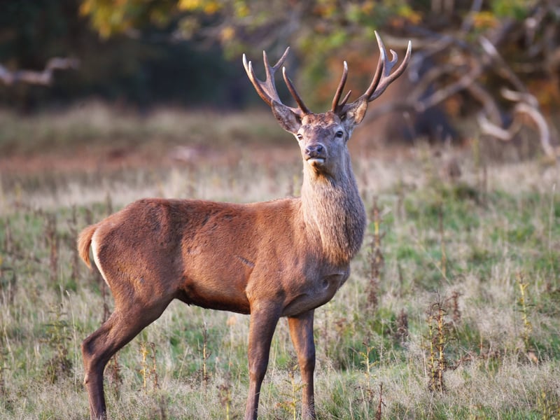 A male red deer is pictured during the annual rutting season as the sun rises on a cold October morning