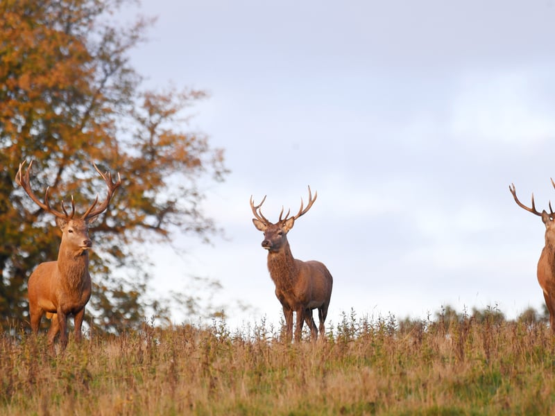 Three male red deer stand together during the annual rutting season as the sun rises on a cold October morning