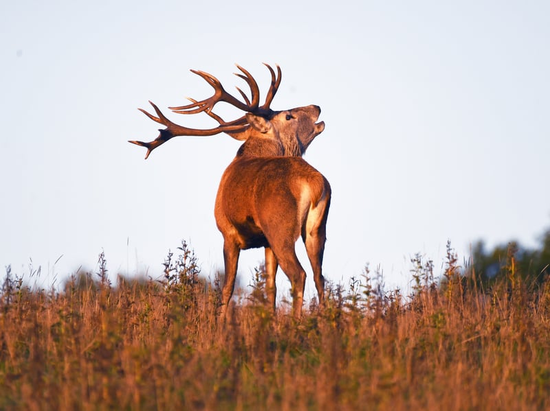 A male red deer roars during the annual rutting season as the sun rises on a cold October morning