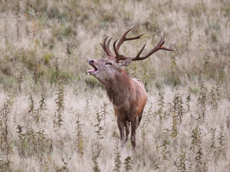 A male red deer roars during the annual rutting season as the sun rises on a cold October morning