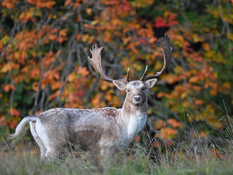 A male red deer is pictured during the annual rutting season as the sun rises on a cold October morning