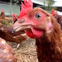 Chicken sheds refused, but sheep farmer receives deferral
