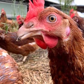 Two chicken sheds have been turned down